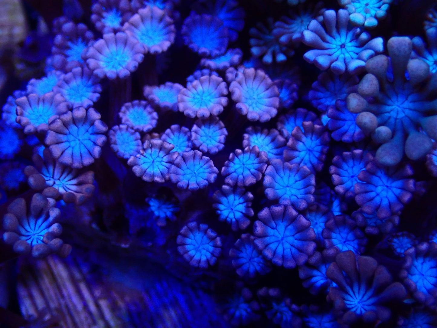 Unique Blue & Pink Alveopora