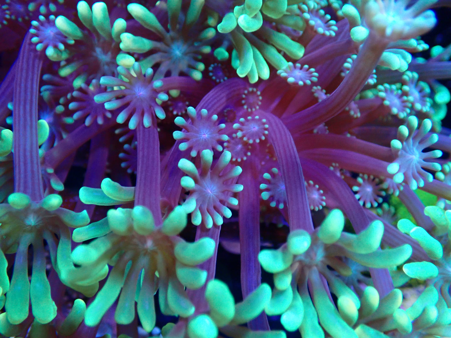 Green Alveopora Frag