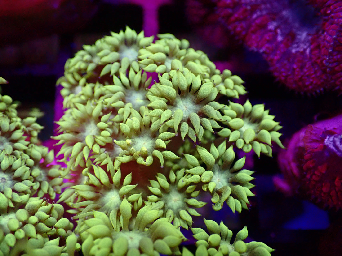 Highlighter Goni Frag