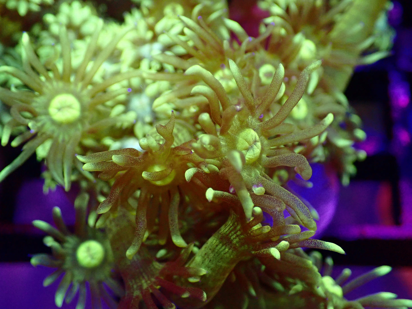 Highlighter Goni Frag