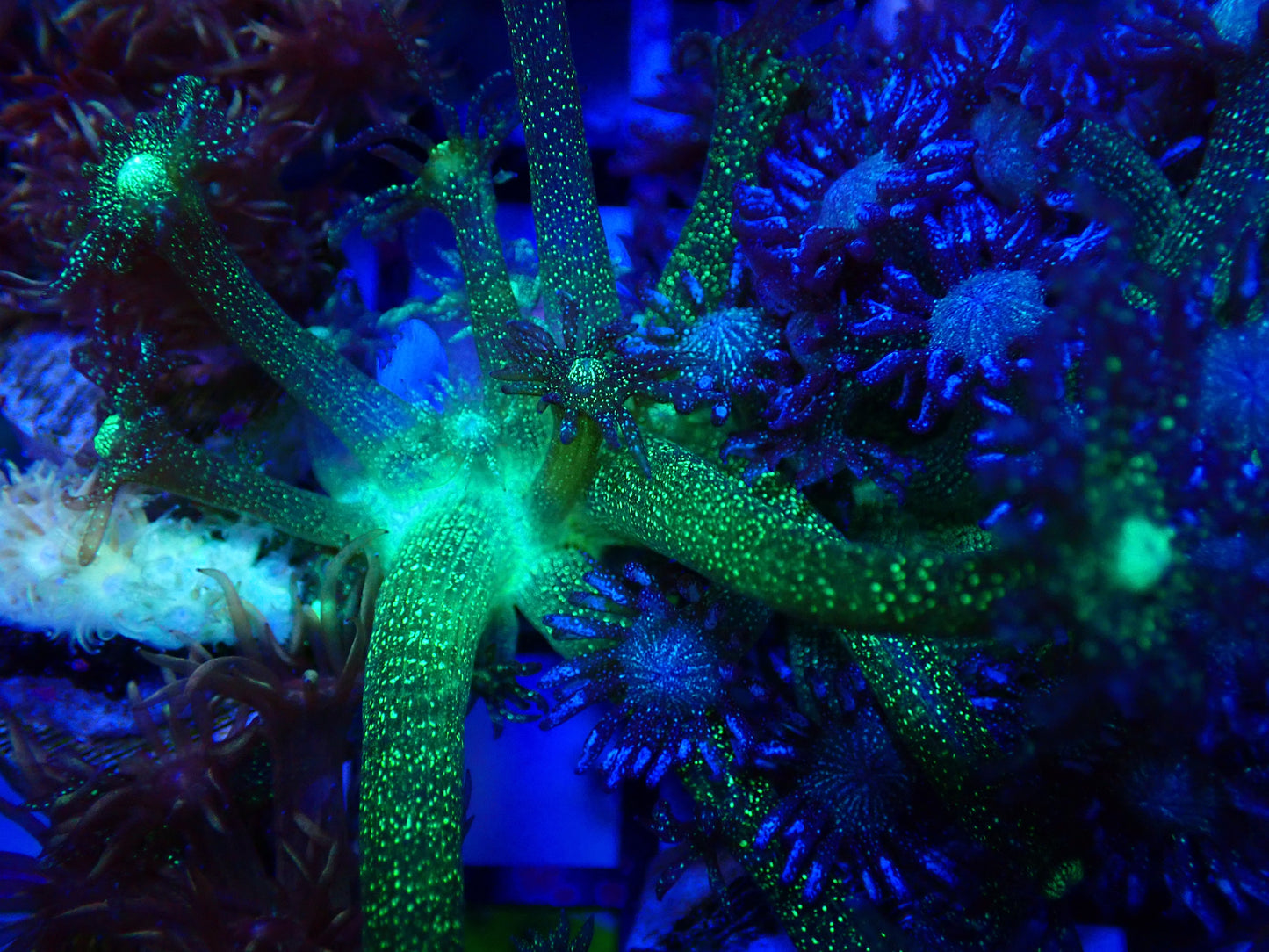 OG Green Glitterbomb Gonipora