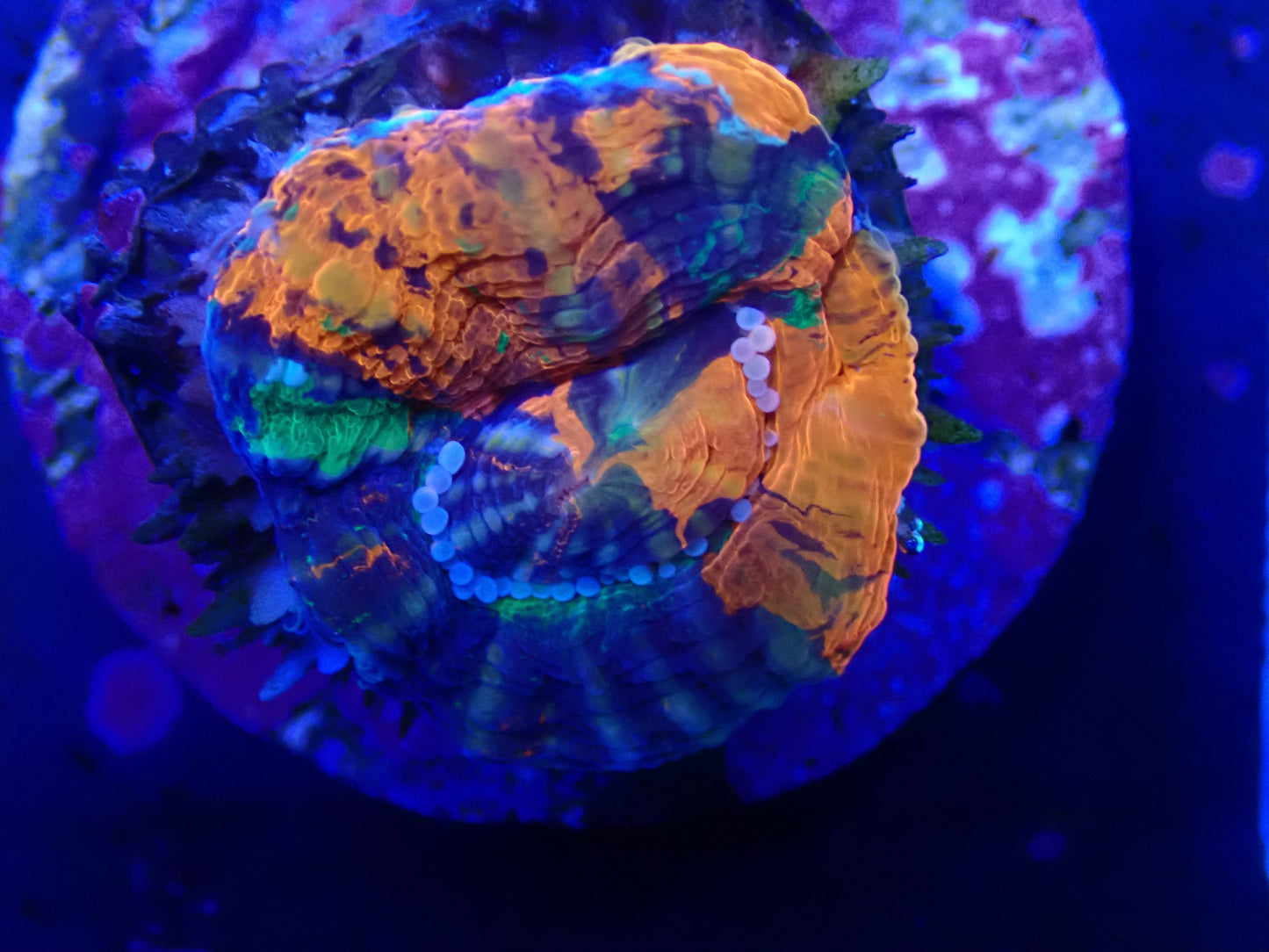 Master Scolly Frag
