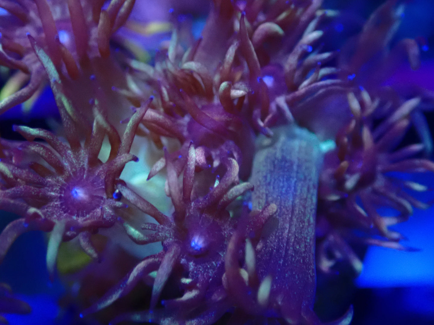 Prometheus Goniopora wysi
