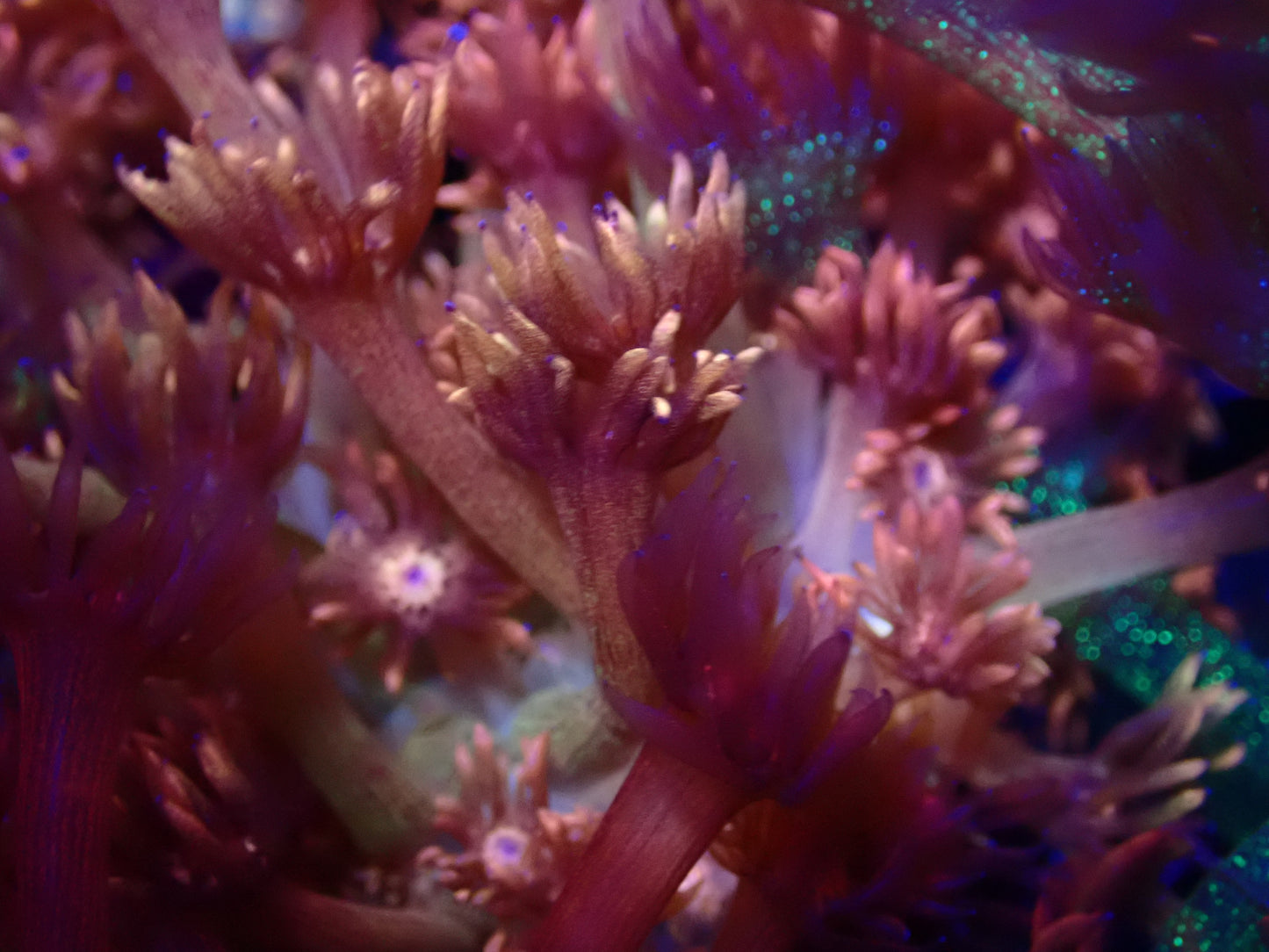 ORA Orange Goniopora