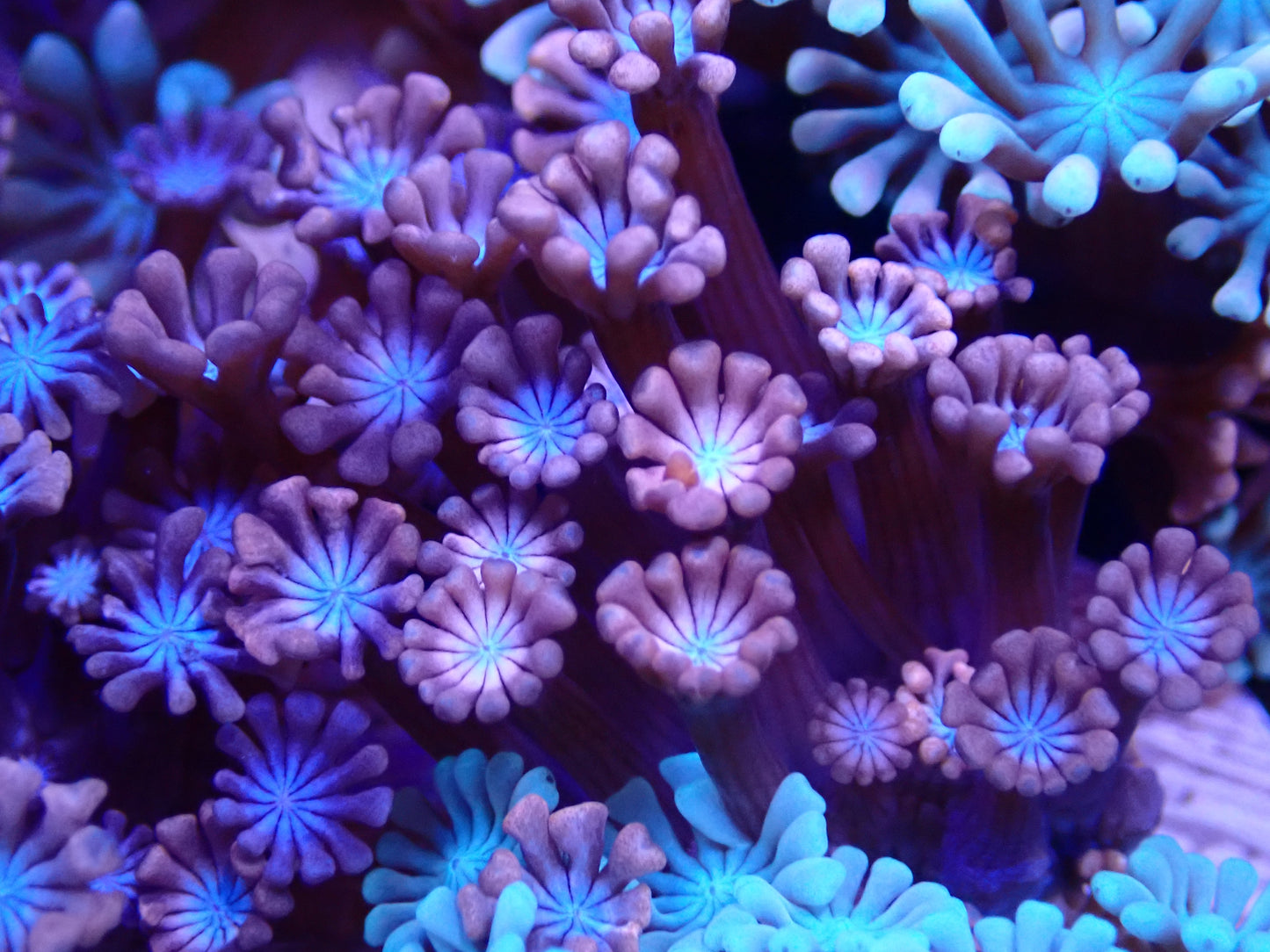 Unique Blue & Pink Alveopora