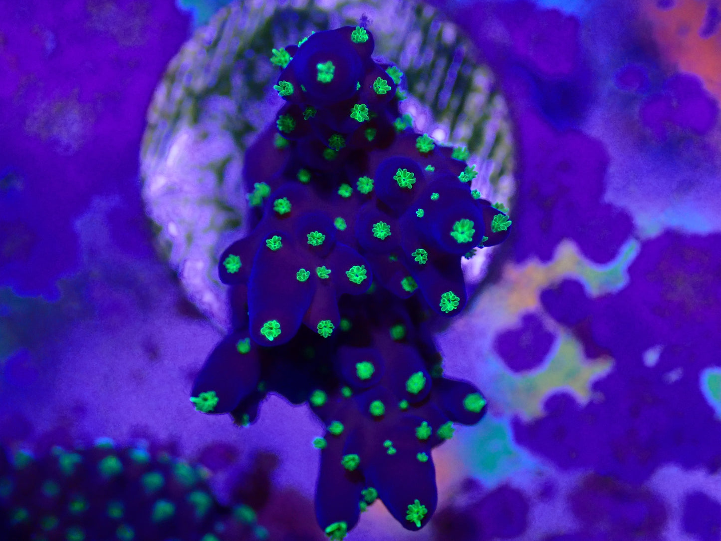 Bonsai Acro Frag