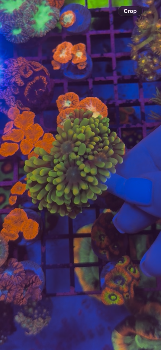 Green Alveopora Frag