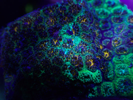 "Collision Force" Grafted Leptastrea wysi