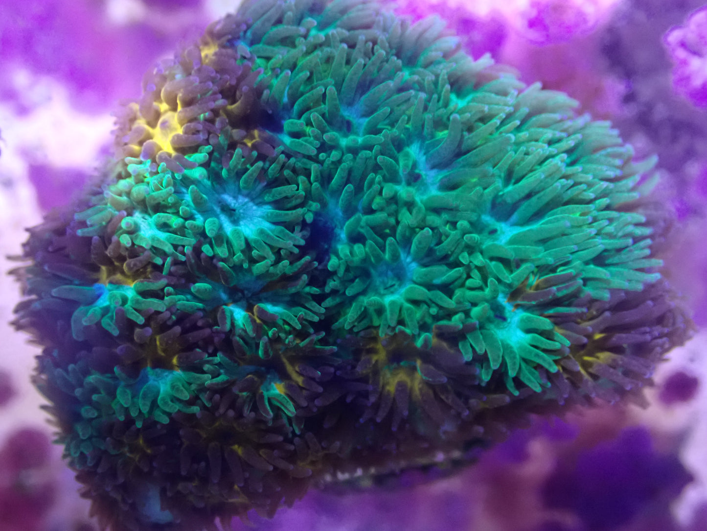 "Collision Force" Grafted Leptastrea wysi