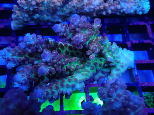 Wild acro (ultra)