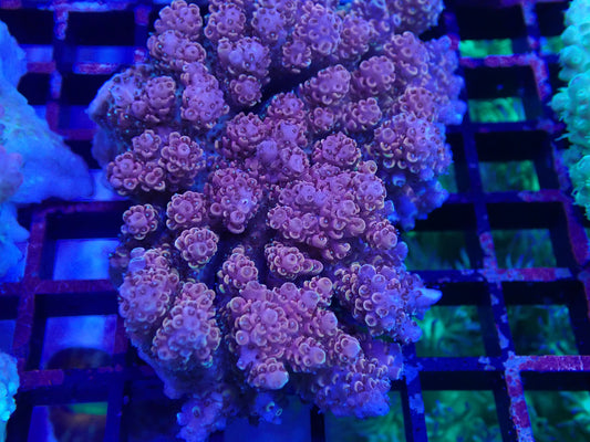 Wild pink tabling acro wysi