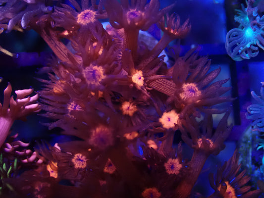 Unique metallic red goni frag