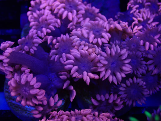 Pink & Purple Goni Frag