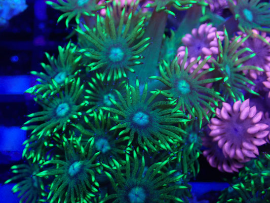 Green Goni Metallic Tips