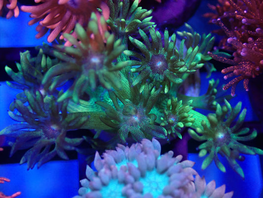 Yellow / Gold Goni - unnamed