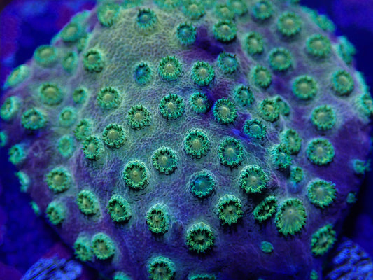 Purple & Gold Cyphastrea