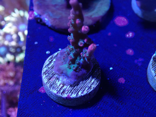 Vivid Confetti Frag wysi