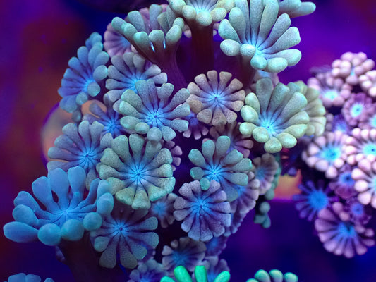 Multicolour Alveopora - Amazing!!