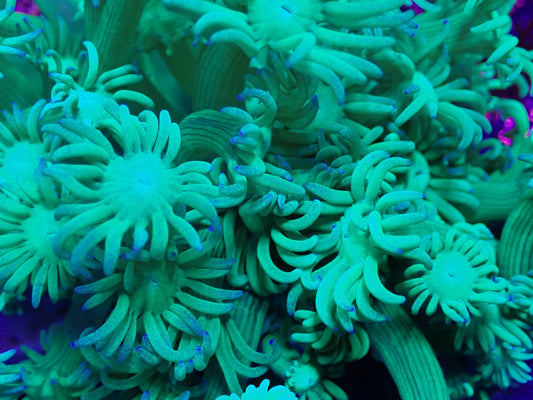 Light Green Goni