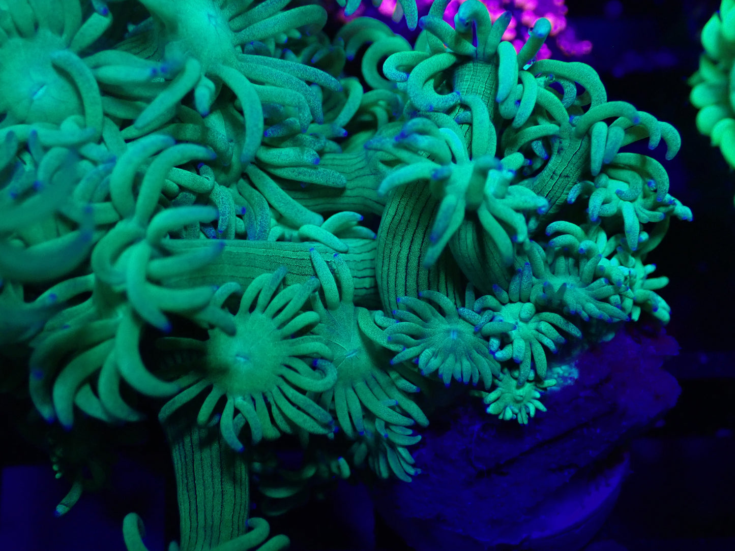 Light Green Goni