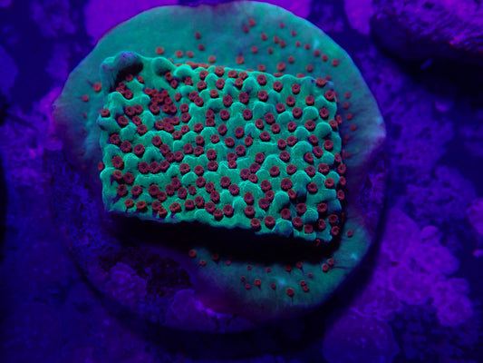 Chili Pepper Montipora