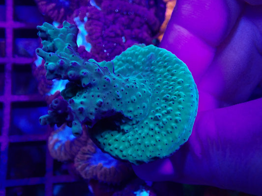 Acro Frag WYSI