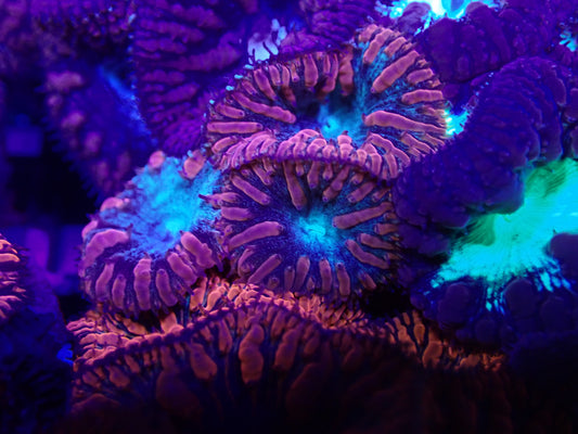 Blue eye red blast wysi