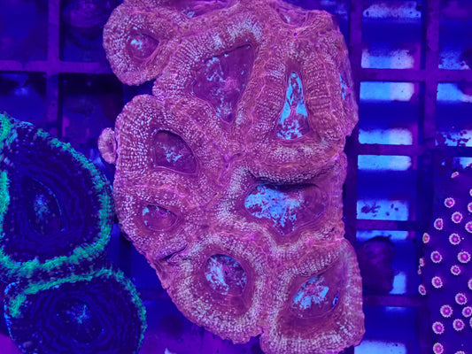Red Ultra Bowerbankii