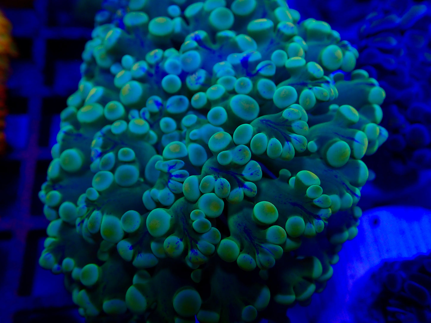 Holy Grail Frogspawn (small)