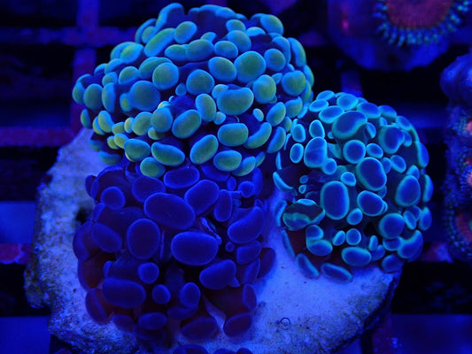 Frogspawn Garden