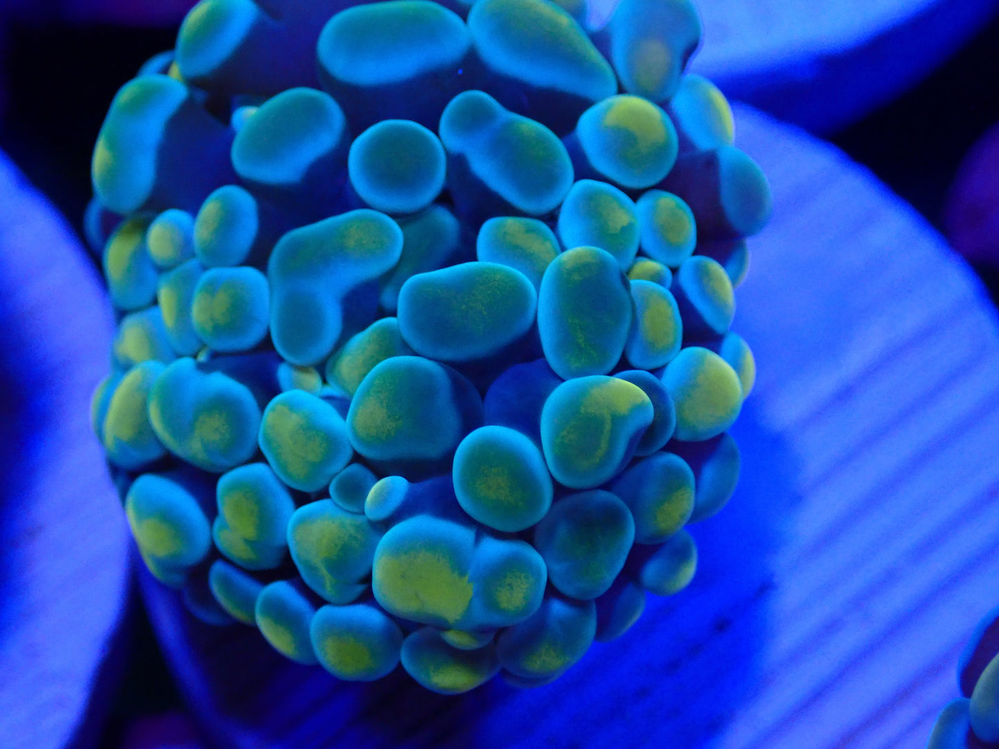 Gold Frogspawn WYSI