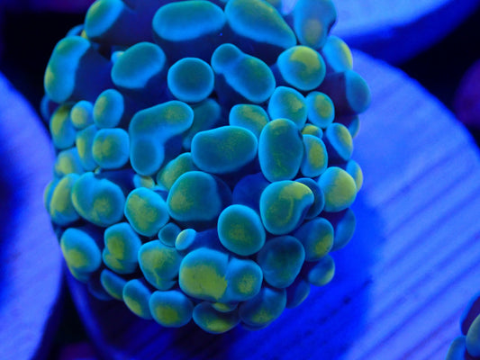 Gold Frogspawn WYSI