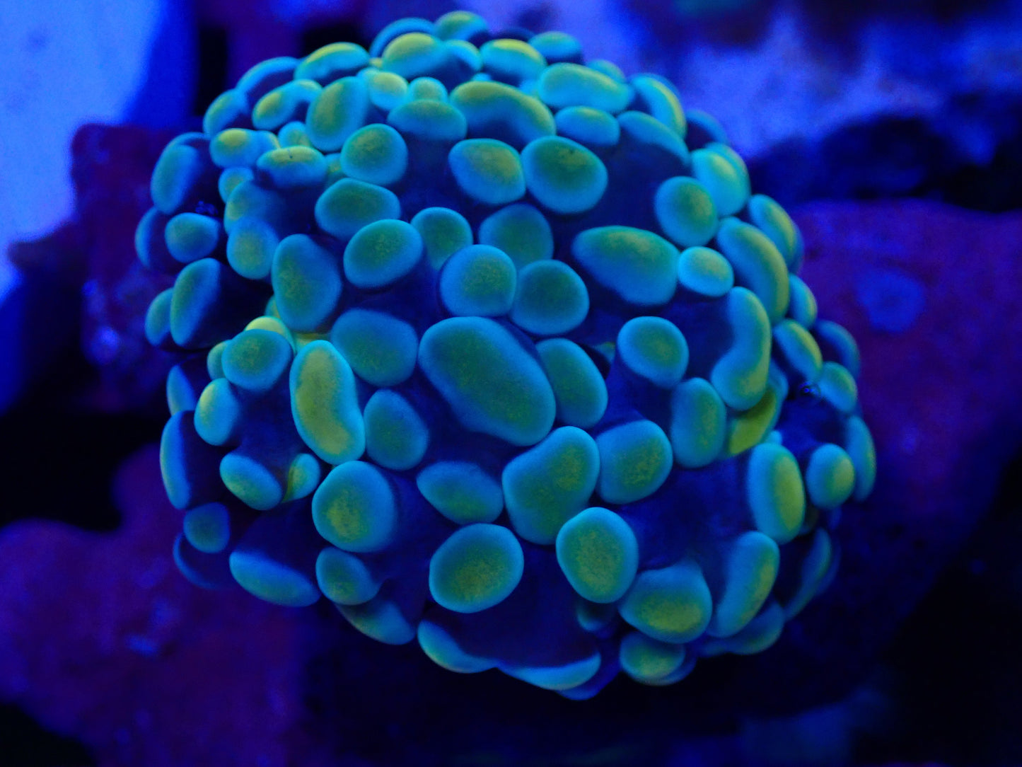 Gold Frogspawn WYSI
