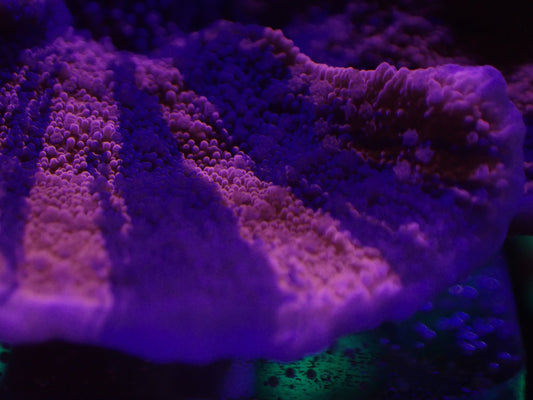 Grafted Pink & Purple Scrolling Montipora