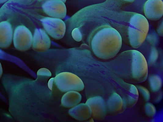 Holy Grail Frogspawn (frag)