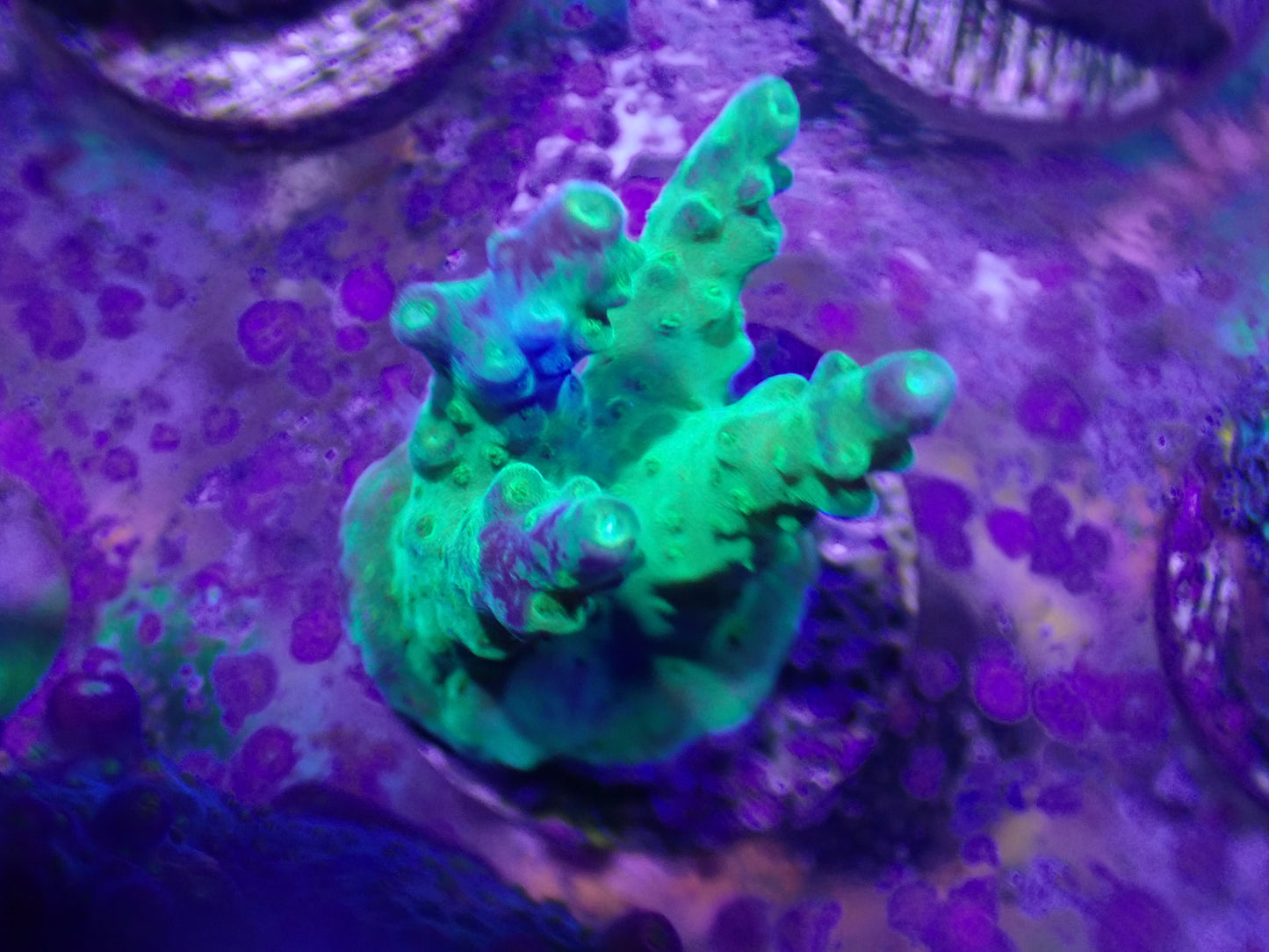 Rainbow Loom Acro Frag