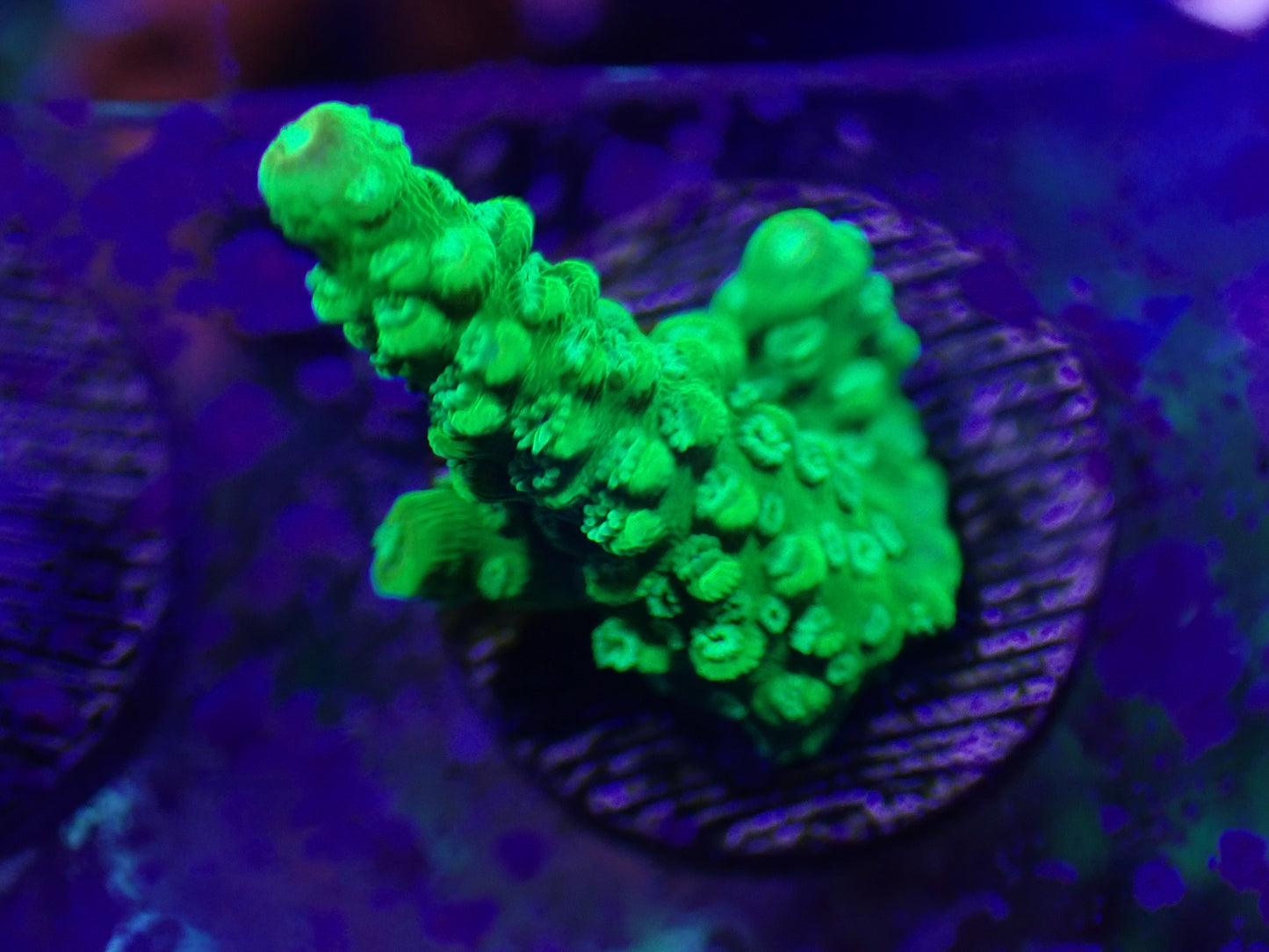 Electric Lime Acropora
