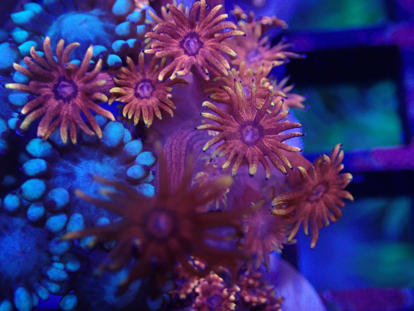 Inferno Goni Frag