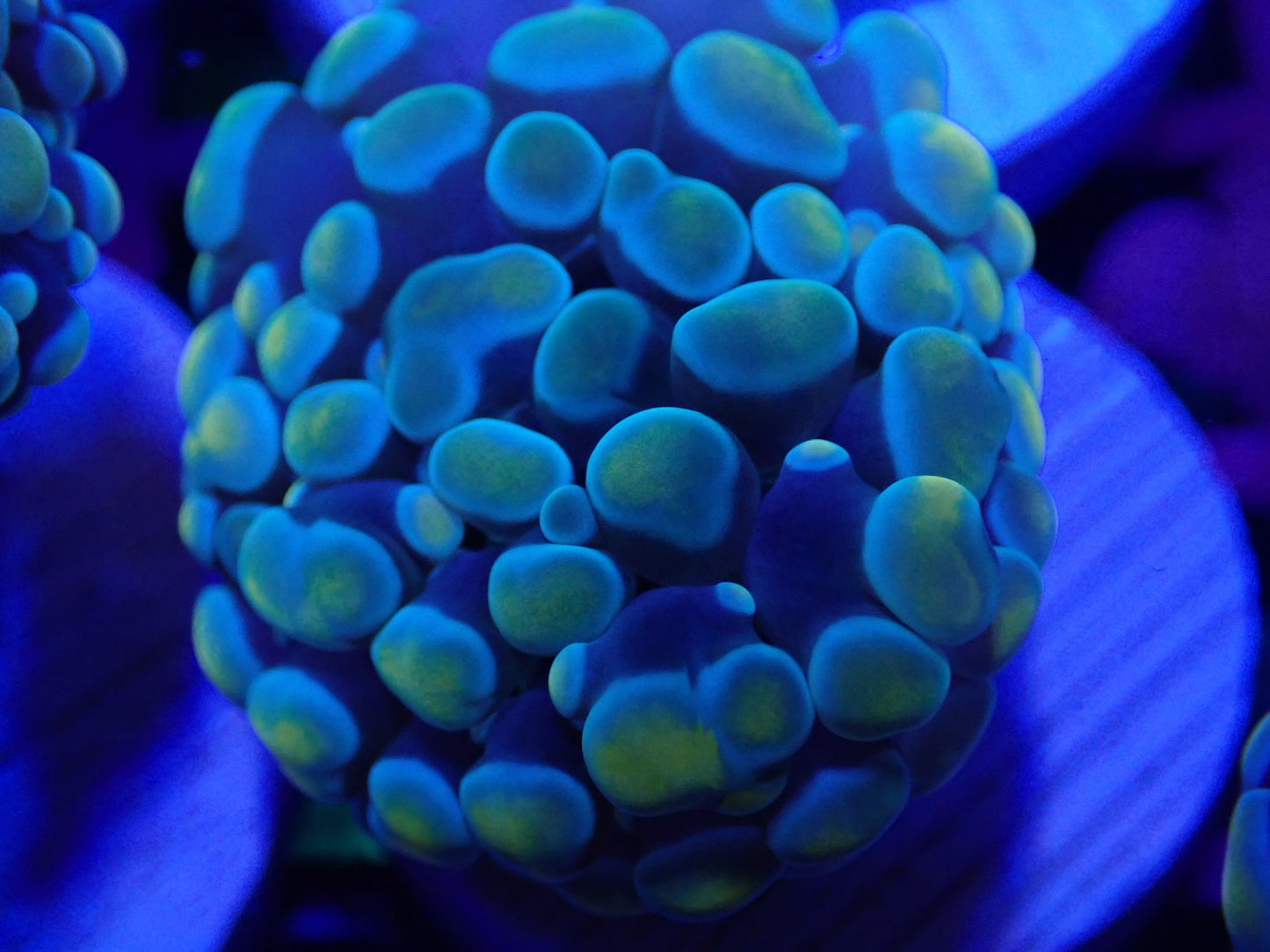 Gold Frogspawn WYSI