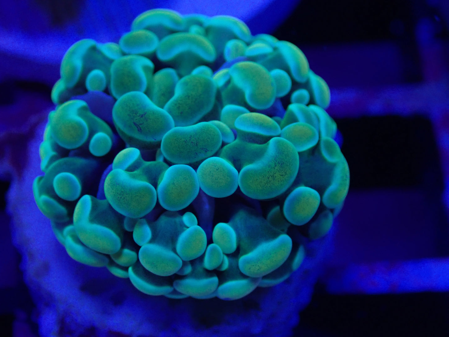 Holy Grail Frogspawn (frag)