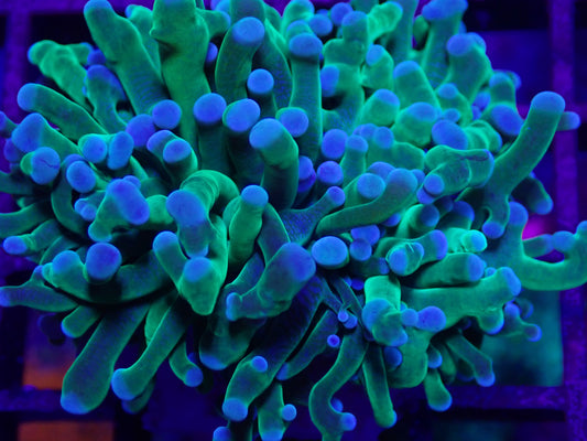 Green Torch (single head)