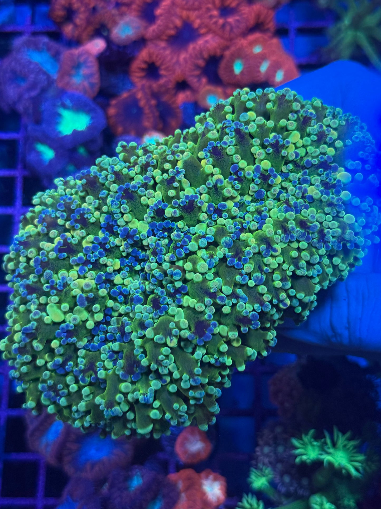 Holy Grail Frogspawn (Incredible)