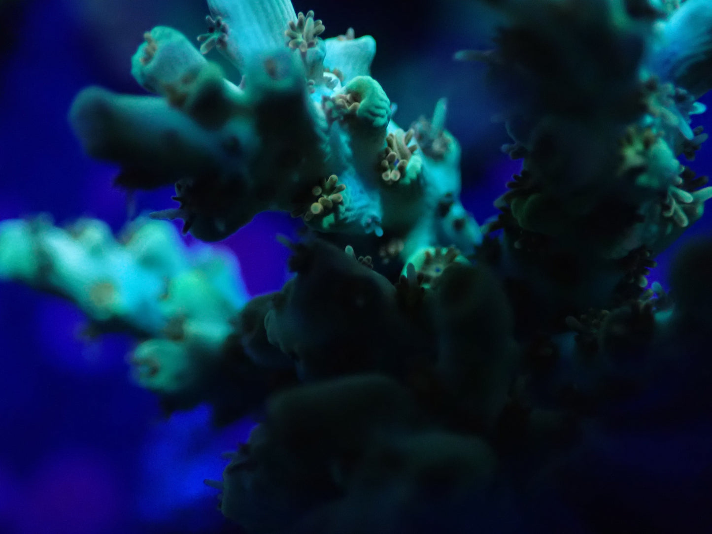 Gold Tabling Acro Frag
