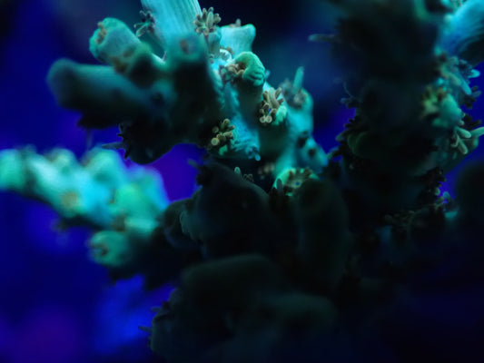 Gold Tabling Acro Frag