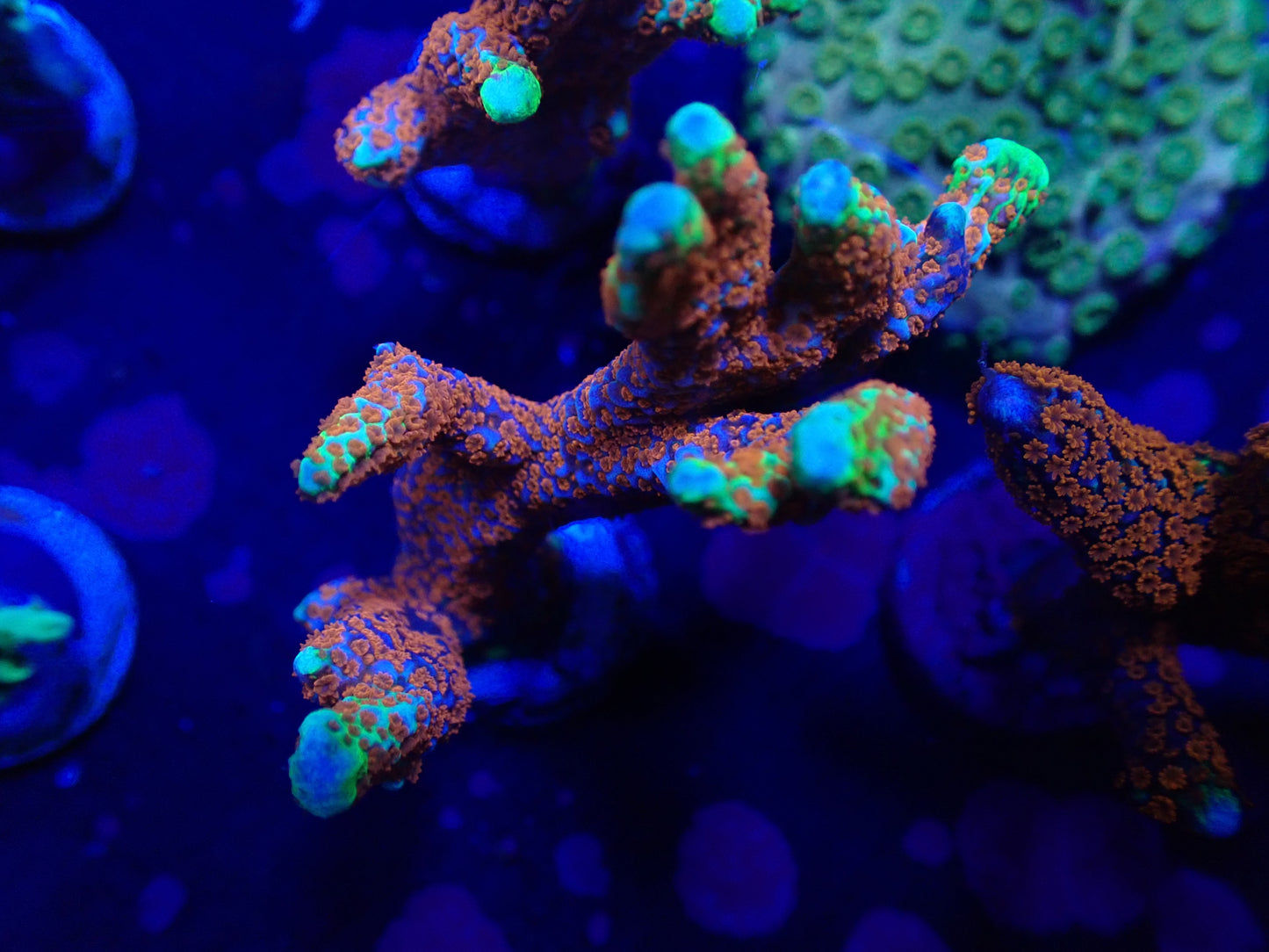 Bubblegum Digitata