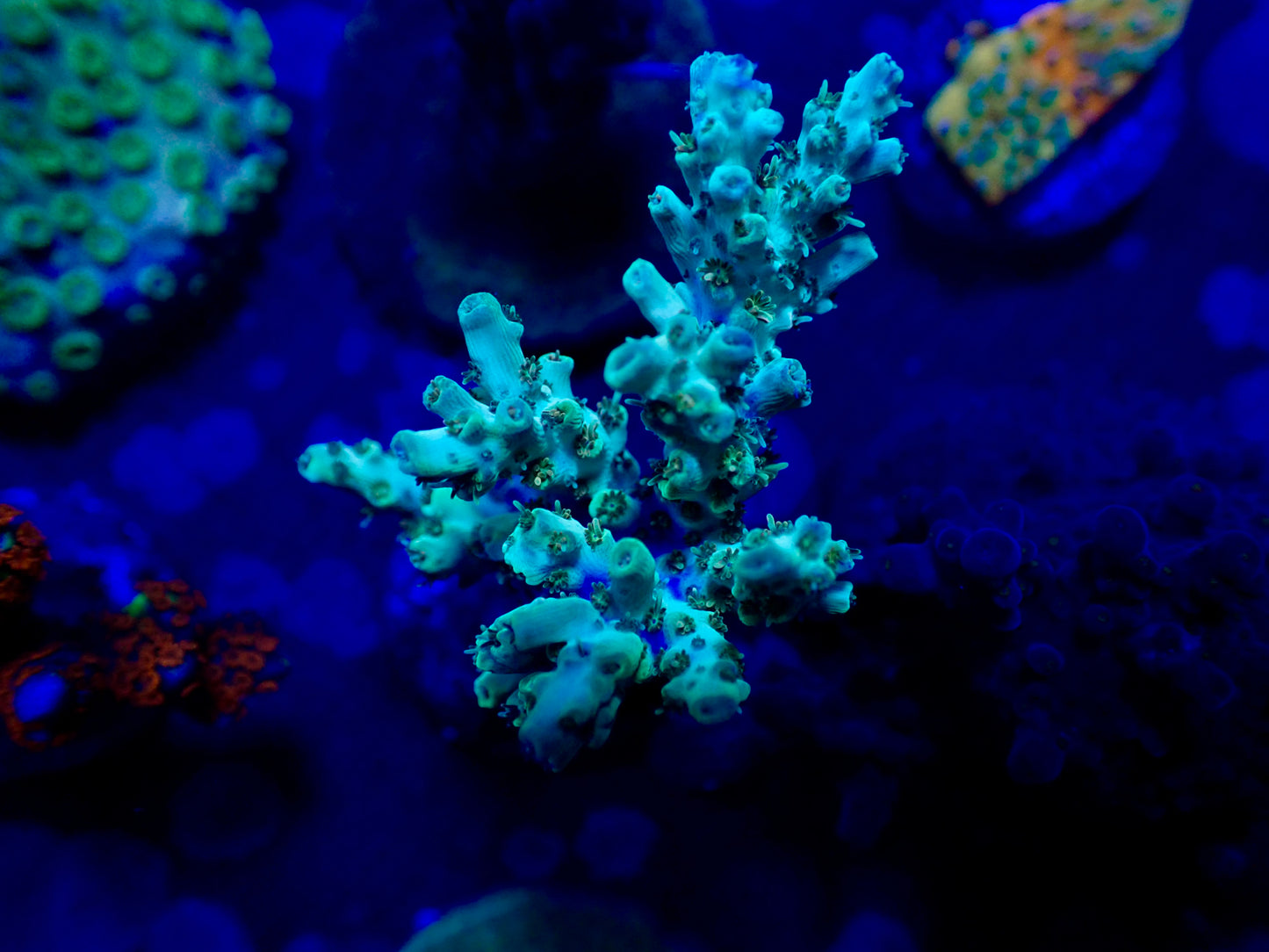Gold Tabling Acro Frag
