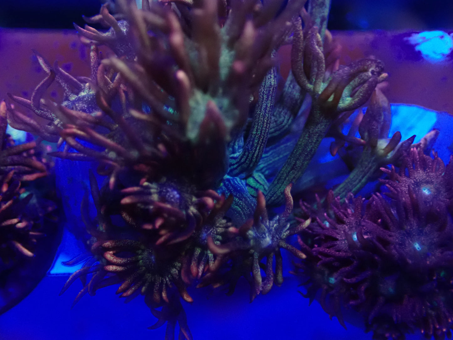 Amazeballs Gonipora