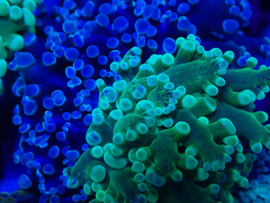 WYSI Chimera HG / Blue Frogspawn (medium size)