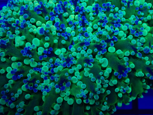 Holy Grail Frogspawn (Incredible)