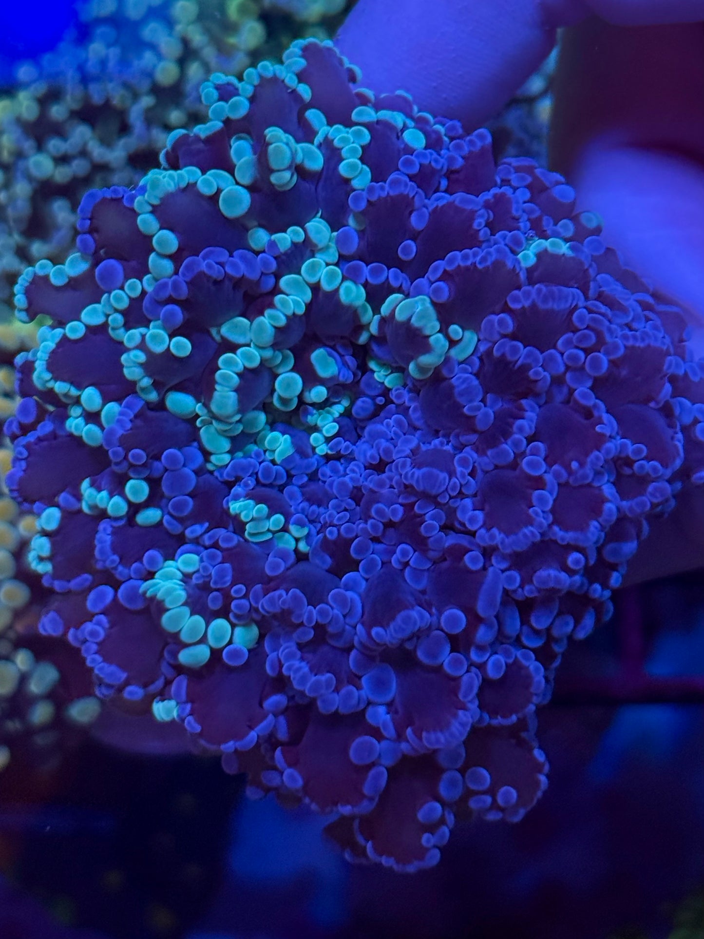 WYSI CHIMERA MINT / BLUE W GREEN BASE FROGSPAWN (medium)